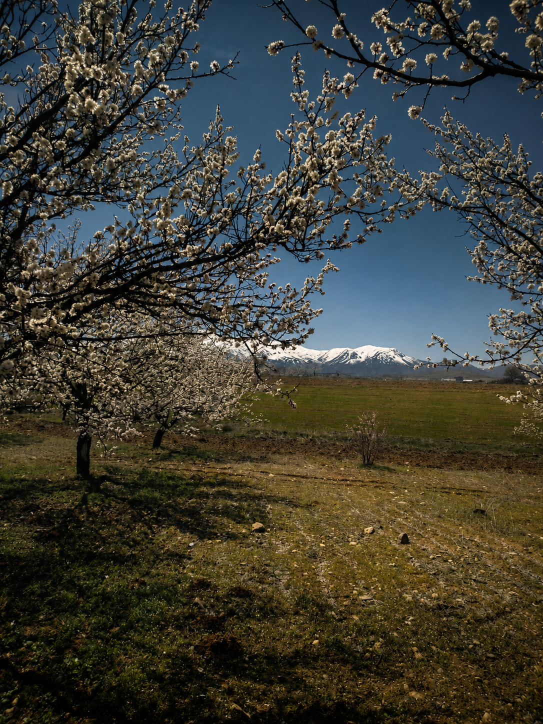 Çiçek açmış ağaçlar ve dağ manzarası